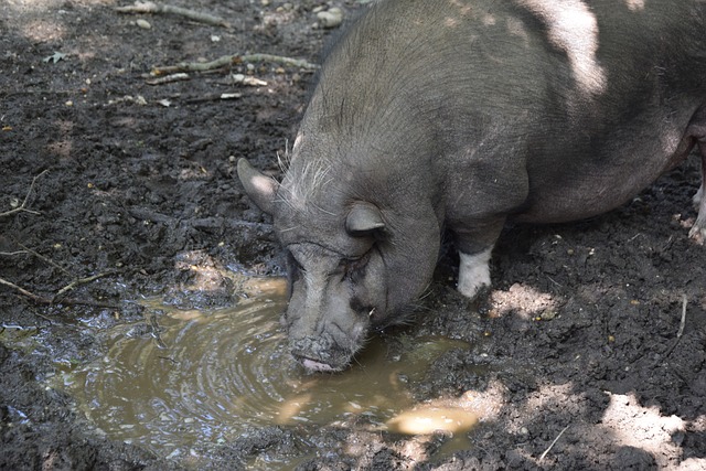 或将成为关 或将成为关