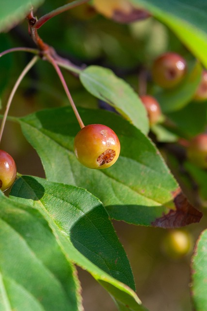 场均38分钟终于累倒，接近赛季报销！被高估的超巨，你很难再夺冠.
